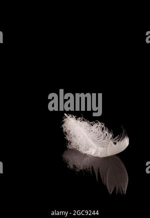 White feather on black reflective surface Stock Photo