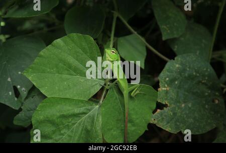 A full green color young oriental garden lizard on top of a wild leaf leaflet Stock Photo