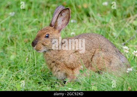 A brown rabbit sitting in green grass. A number of small ticks around eye and in ears. Stock Photo