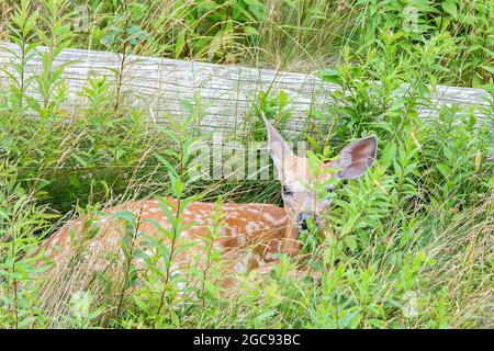 A fawn with white spots resting in a grassy field. Much of the fawn, is hidden by grass and plants. Fawn is looking towards camera. Stock Photo