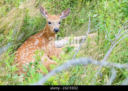 A fawn with white spots resting in a grassy field. There are many insects (ticks or flies) on the fawn. The fawn is looking towards the camera. Stock Photo