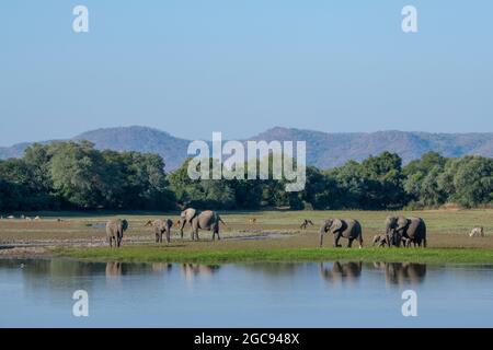 Zambia, South Luangwa National Park. Herd of African elephants (WILD: Loxodonta Africana) along scenic lagoon. Waterbuck, impala and puku in the dista Stock Photo