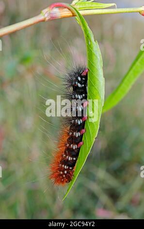 Close-up of a hairy caterpillar sitting on a leaf in natural environment Stock Photo