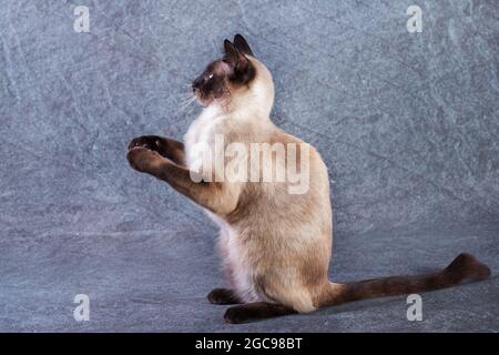 Thai cat funny sits on hind legs. Grey-blue background, close-up Stock Photo