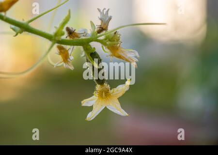 on blurred background young green cucumber with white and yellow flower Stock Photo