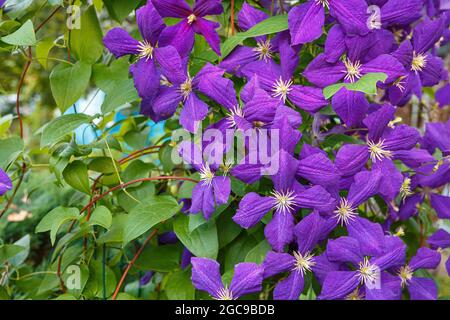 Clematis, Jackmanii, is a beautiful climbing plant with violet flowers. It is blooming all summer. Stock Photo