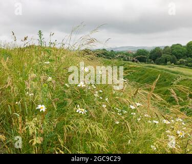 Salisbury, Wiltshire, UK, June 20th 2021: Oxeye daisies growing in long wet grass under an overcast sky on an earthwork at the historic Old Sarum. Stock Photo