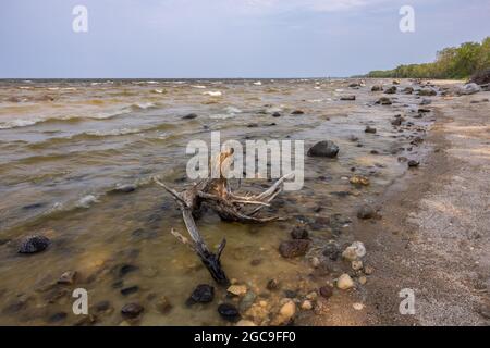 Lake Of The Woods - A very large lake with interesting driftwood. Stock Photo