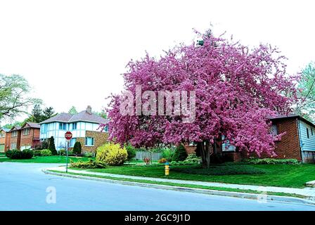 Beautiful color in a quiet street in North York, Toronto, Canada Stock Photo