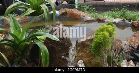 Outdoor pond with fish and plants. Army Ordinance camp Dombagoda. Sri Lanka.