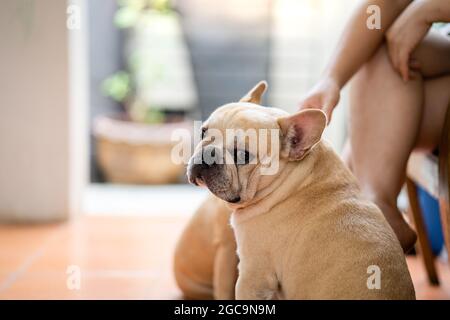 Cute cream French Bulldog sitting near the owner's feet Stock Photo