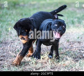 Rottweiler hot sale terrier puppies