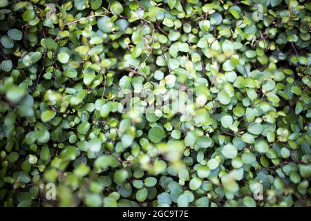 Callisia repens, also known as creeping inchplant, Bolivian Jew or turtle vine, is a succulent creeping plant from the family Commelinaceae. Plant in Stock Photo