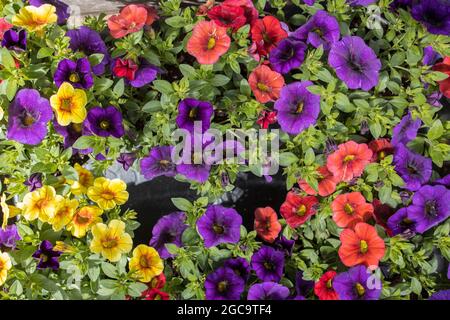 Different color of calibrachoa is a genus of plants in the Solanaceae family. Stock Photo