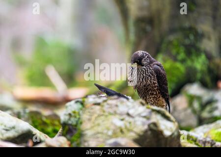 The peregrine falcon (Falco peregrinus) sitting in a forest on a stone and looking out for its prey. Autumn forest. Stock Photo