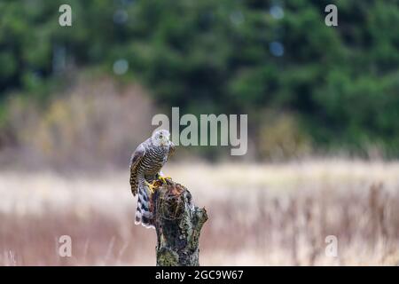 The northern goshawk (Accipiter gentilis) sitting on a perch, looking around for prey. Autumn, the field is in the background. Stock Photo