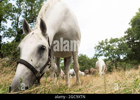 Lipizzan or Lipizzaner White Horses Graze on Meadow at Stud Farm in Lipica Slovenia. Stock Photo