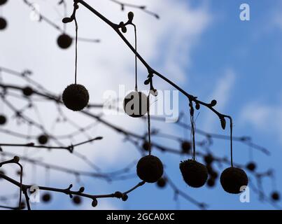 Bucharest, Romania - April 05, 2021: Plane tree fruits hang on the branches, in Bucharest. Stock Photo