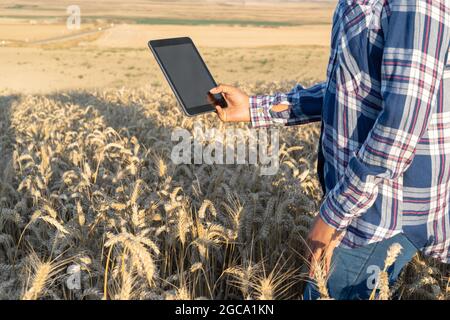 Close-up of woman hand touching tablet pc in wheat stalks. Agronomist researching wheat ears. Farmer using tablet in wheat field. Scientist working in field with agriculture technology . Stock Photo