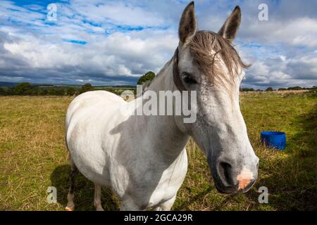 A white horse in a paddock in rural England, U.K. Stock Photo