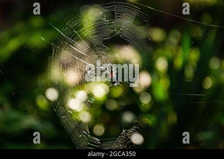 Spider sits in center of torn web on green background with beautiful bokeh. Stock Photo