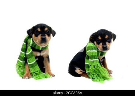 Little puppies, jack russsel terrier and mountain curr mix, are wrapped in a green and white striped scarf.  They sits all alone in an all white room. Stock Photo