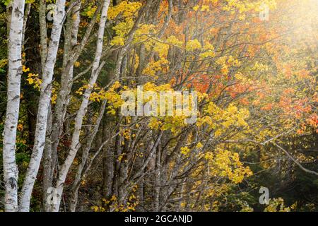 Light shining through fall foliage. Stock Photo