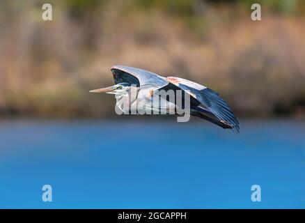 Closeup of a Great Blue Heron in flight over a deep blue lake on a bright, sunny Spring day with a soft field background. Stock Photo