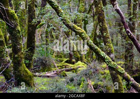 Damp wet and mossy old green growth forest in the wilderness around Cradle Mountain Lodge in Tasmania Stock Photo