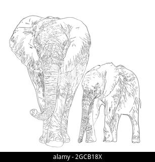 Digital black and white illustration drawing sketch family of elephants - mom and son on white isolated background. High quality illustration Stock Photo