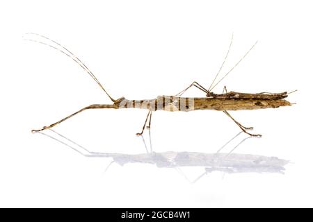 Image of a siam giant stick insect and stick insect baby on white background. Insect Animal. Stock Photo