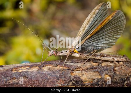 Image of a siam giant stick insect and stick insect baby on dry branches. Insect Animal. Stock Photo