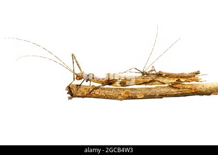 Image of a siam giant stick insect and stick insect baby on dry branches on white background. Insect Animal. Stock Photo