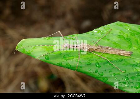Image of a siam giant stick insect and stick insect baby on the green leaf. Insect Animal. Stock Photo