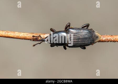 Image of banana root borer (Cosmopolites sordidus) on the branches on a natural background. Insect. Animal. Stock Photo