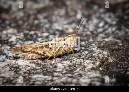 Image of brown grasshopper on the rock background. Insect. Animal. Stock Photo