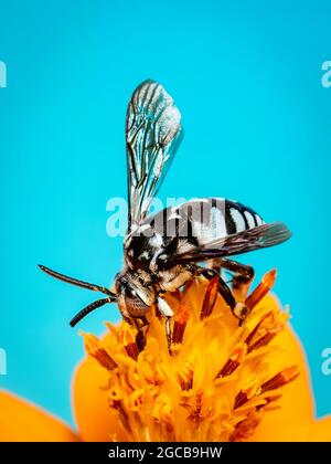 Image of neon cuckoo bee (Thyreus nitidulus) on yellow flower pollen collects nectar on blue background with space blur background for text.. Insect.