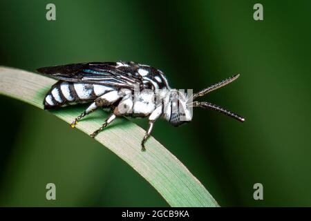 Image of neon cuckoo bee (Thyreus nitidulus) on the green leaves on a natural background with space blur background for text. Insect. Animal.