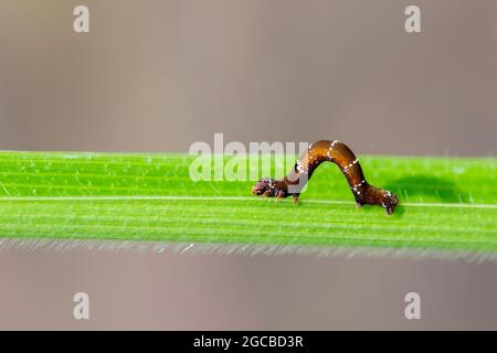 Image of brown caterpillar on green leaves. Insect. Animal. Stock Photo