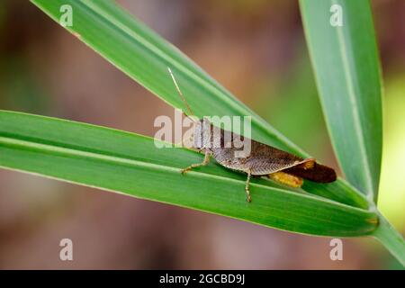 Image of Brown Short-horned Grasshoppers(Acrididae)on green leaves. Insect. Animal. Stock Photo