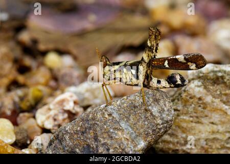 Image of Conjoined Spot Monkey-grasshopper (female), Erianthus serratus on the rock. Insect Animal Stock Photo