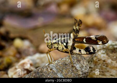 Image of Conjoined Spot Monkey-grasshopper (female), Erianthus serratus on the rock. Insect Animal Stock Photo