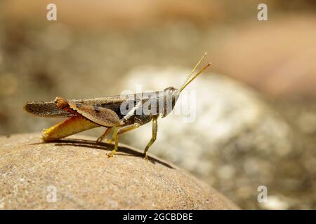 Image of White-banded Grasshopper(Stenocatantops splendens) on the rock. Insect. Animal. Stock Photo