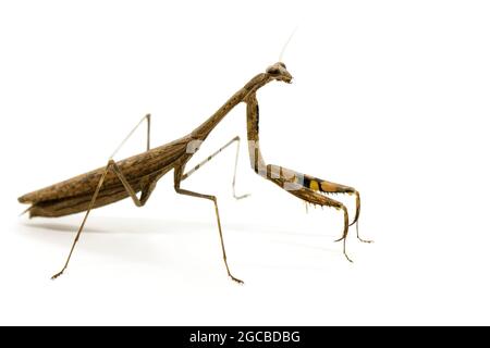 Image of Praying mantis (Stagmomantis carolina) on white background. Insect. Animal Stock Photo