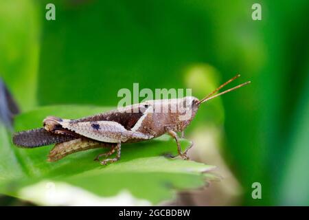 Image of White-banded Grasshopper(Stenocatantops splendens) on a green leaf. Insect. Animal. Stock Photo