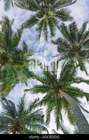 Under the palm leaves seen clouds in the sky.  Palm leaves view from below. Stock Photo