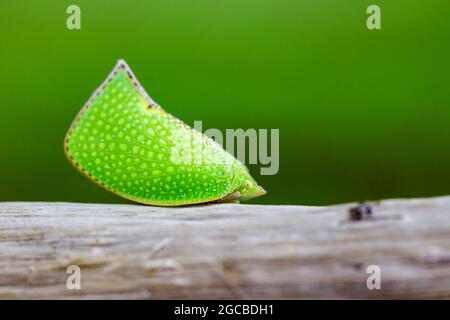 Image of Green Planthopper (Siphanta acuta) on nature background. Animal Stock Photo