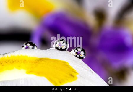 African Iris reflections on water drops on top of a petal of the same flower Stock Photo