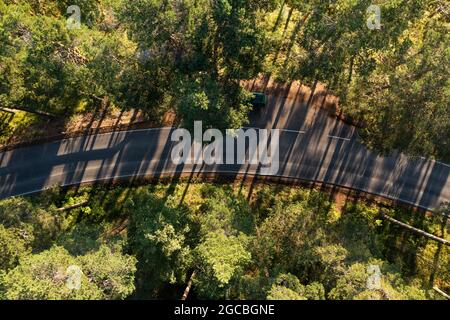 Aerial top down view of a forest road and long shadows of the trees Stock Photo