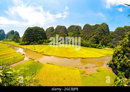 Nice yellow rice field in Ninh Binh province northern Vietnam Stock Photo